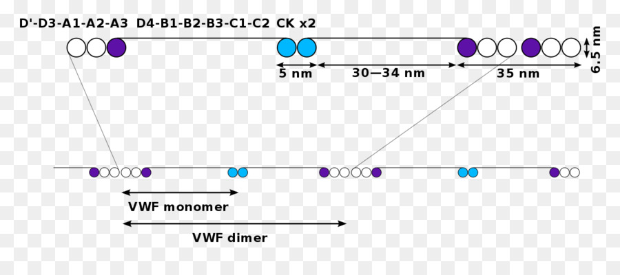 Faktor Von Willebrand，Penyakit Von Willebrand PNG