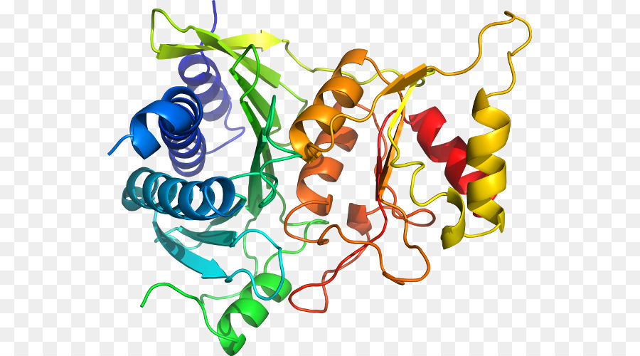 Struktur Protein，Molekul PNG