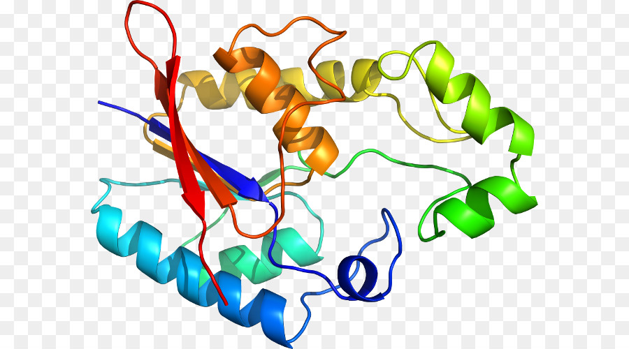 Struktur Protein，Biologi PNG