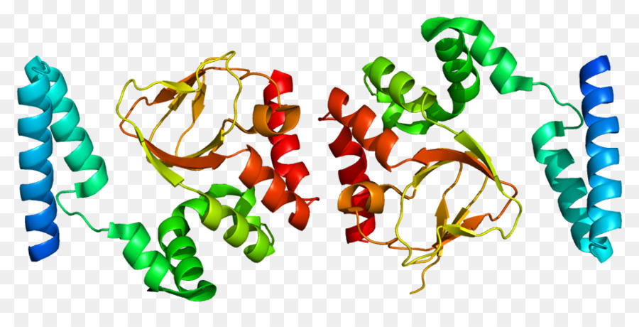 Struktur Protein，Biologi PNG