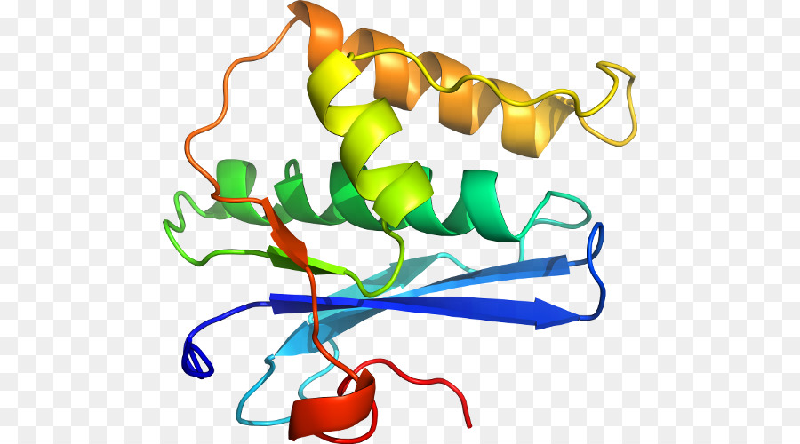 Struktur Protein，Biologi PNG