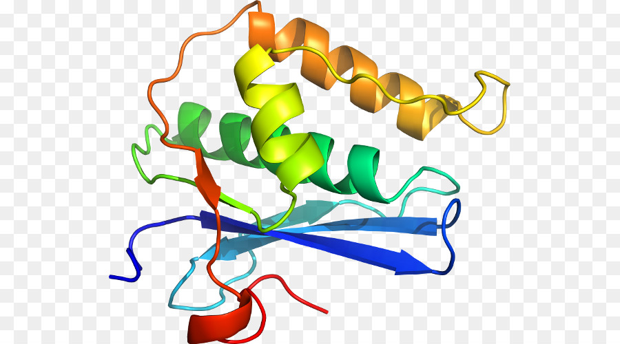 Struktur Protein，Molekul PNG