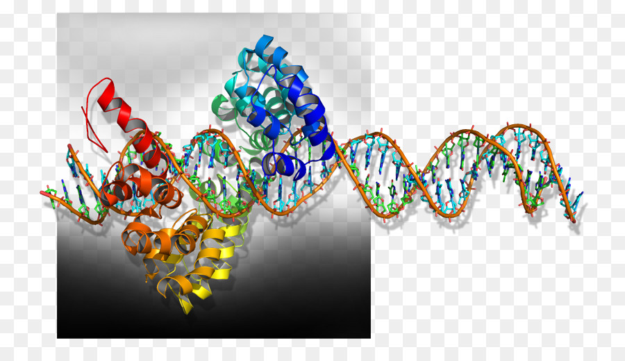 Struktur Dna，Genetika PNG