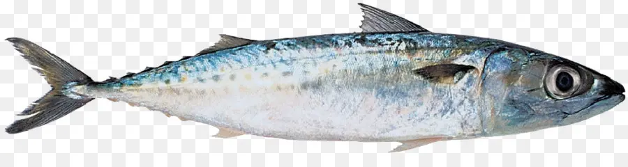 Ikan，Laut PNG