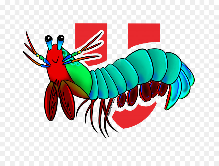 Lobster Udang Mantis Odontodactylus Scyllarus gambar png