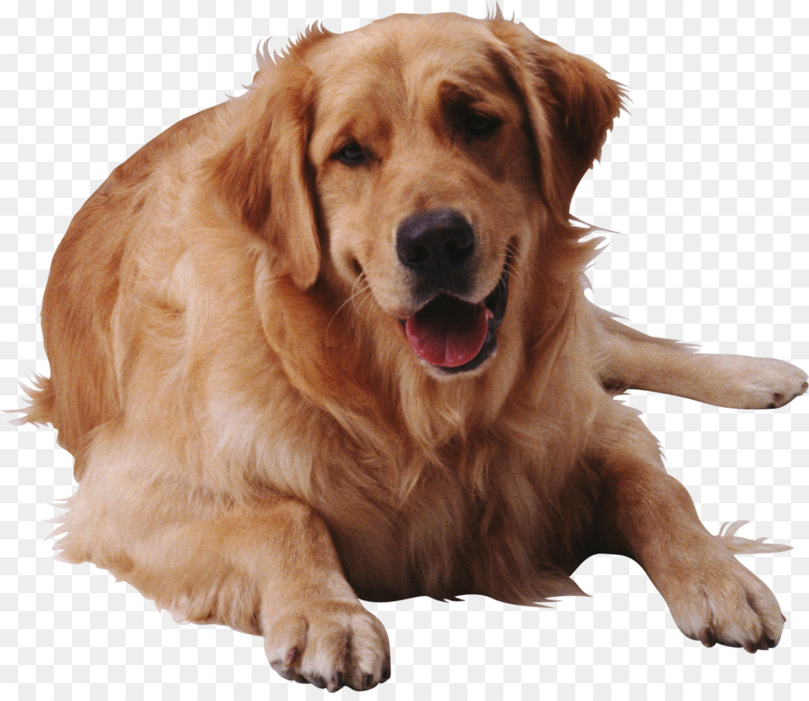 Anjing Golden Retriever，Peliharaan PNG