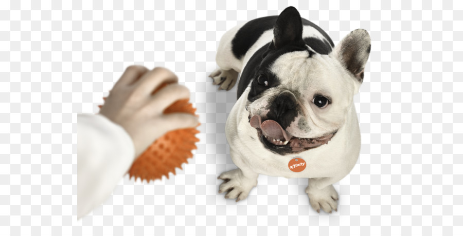 Mainan Bulldog，Bulldog Perancis PNG