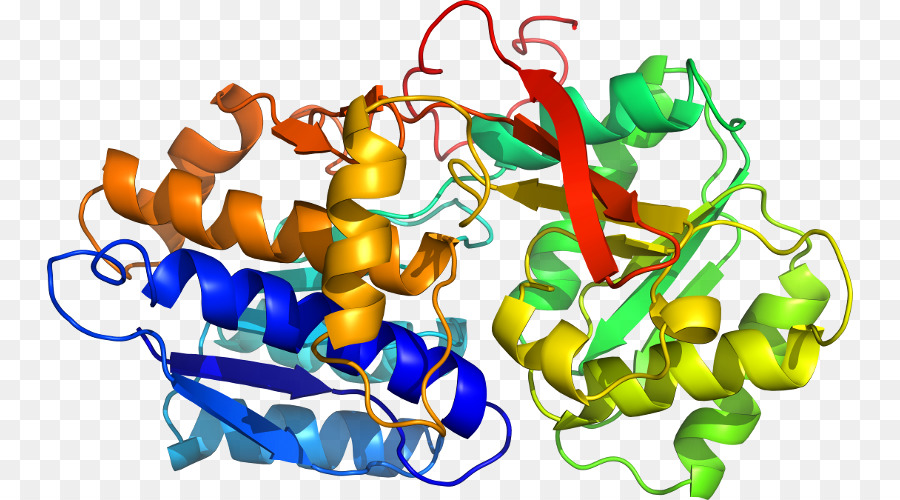 Struktur Protein，Biologi PNG