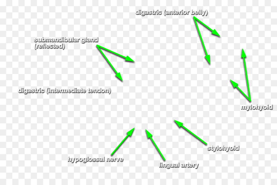 Diagram Anatomi，Medis PNG