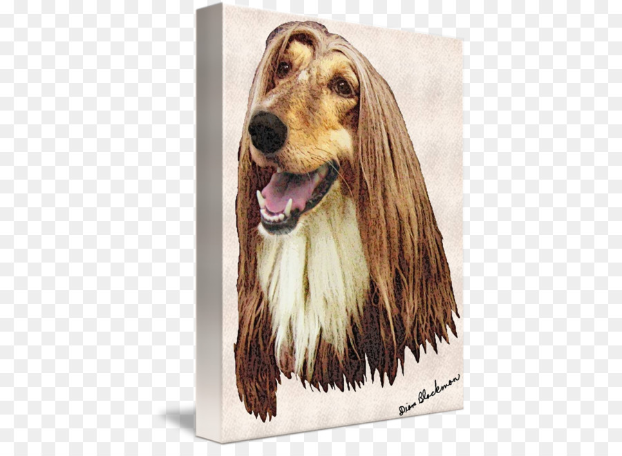 Afghan Hound，Anjing Berkembang Biak PNG