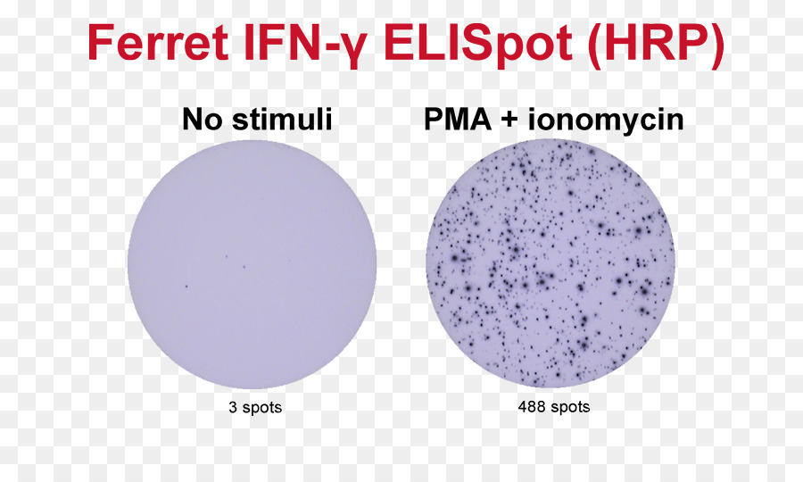 Elispot，Interferon Gamma PNG