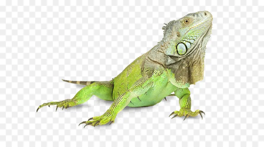 Iguana，Kadal PNG