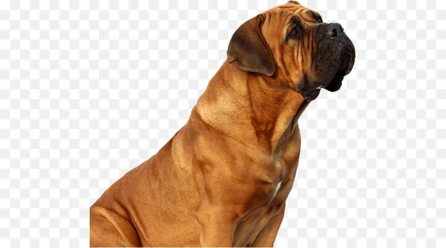 Tosa，Bullmastiff PNG