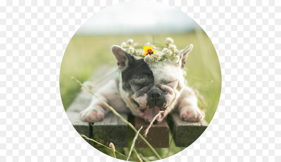 Bulldog Perancis，Boston Terrier PNG