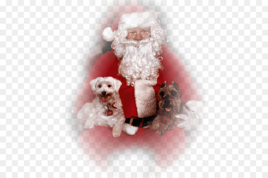 Santa Claus，Ornamen Natal PNG