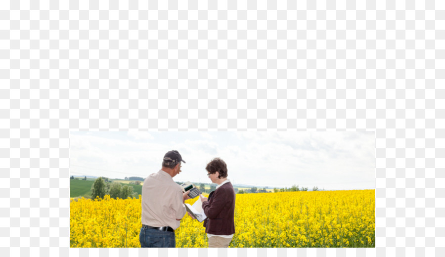 Canola，Fotografi Saham PNG