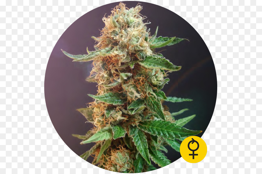 Ganja，Autoflowering Ganja PNG