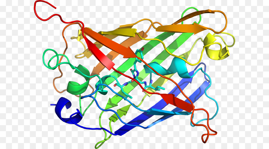 Struktur Protein，Biologi PNG