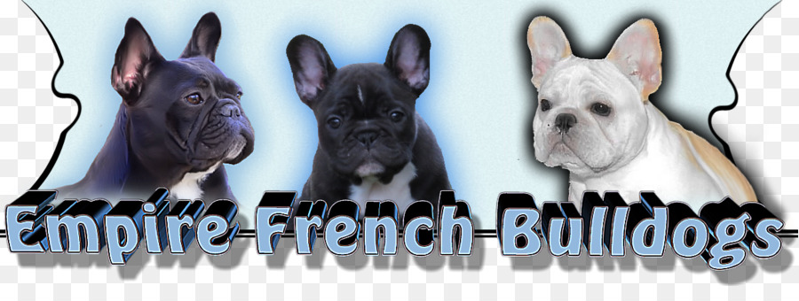 Boston Terrier，Bulldog Perancis PNG