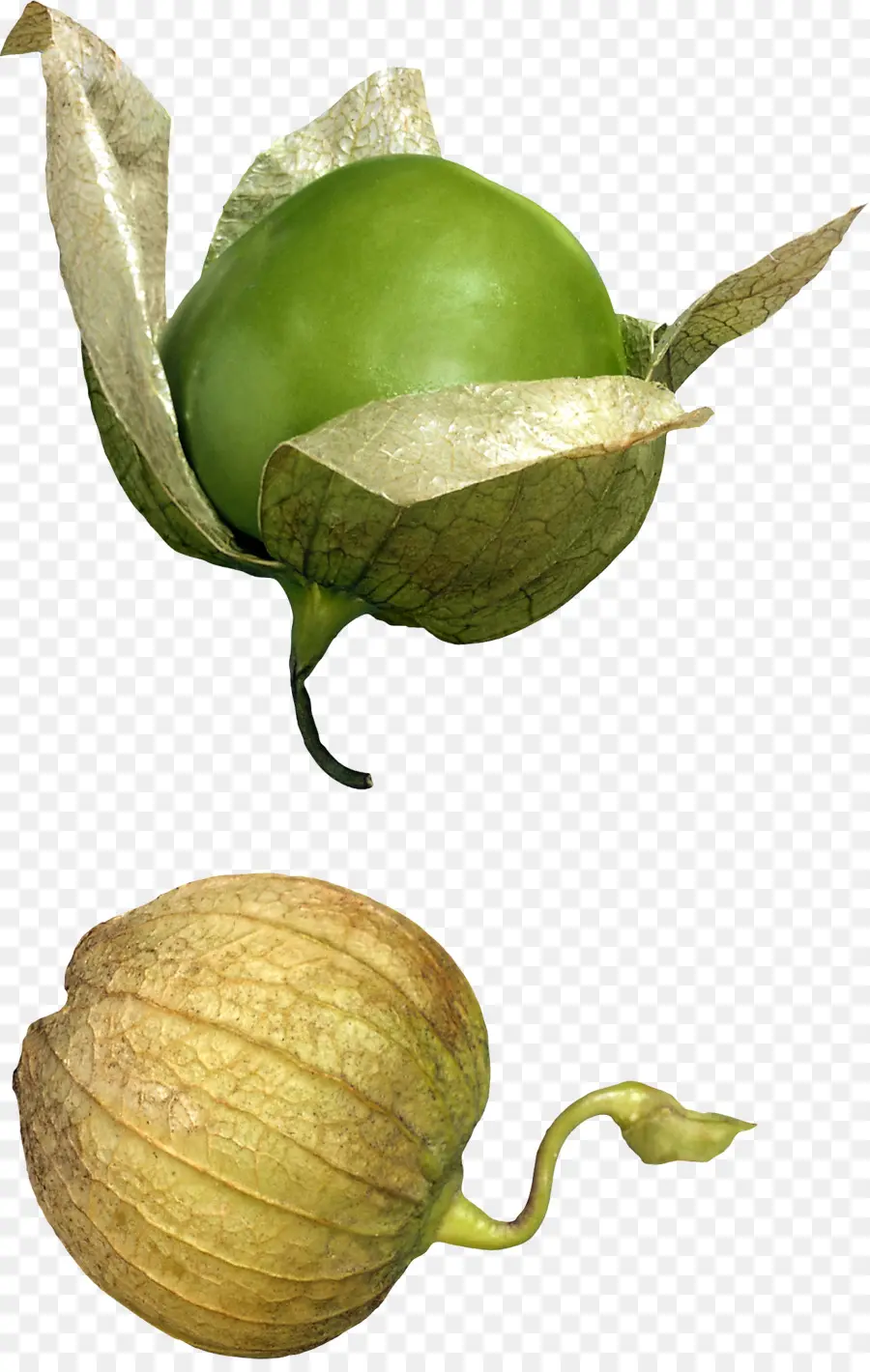 Tomatillo，Hijau PNG