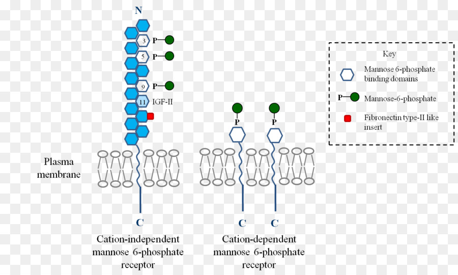 Mannose 6phosphate，Mannose 6phosphate Reseptor PNG