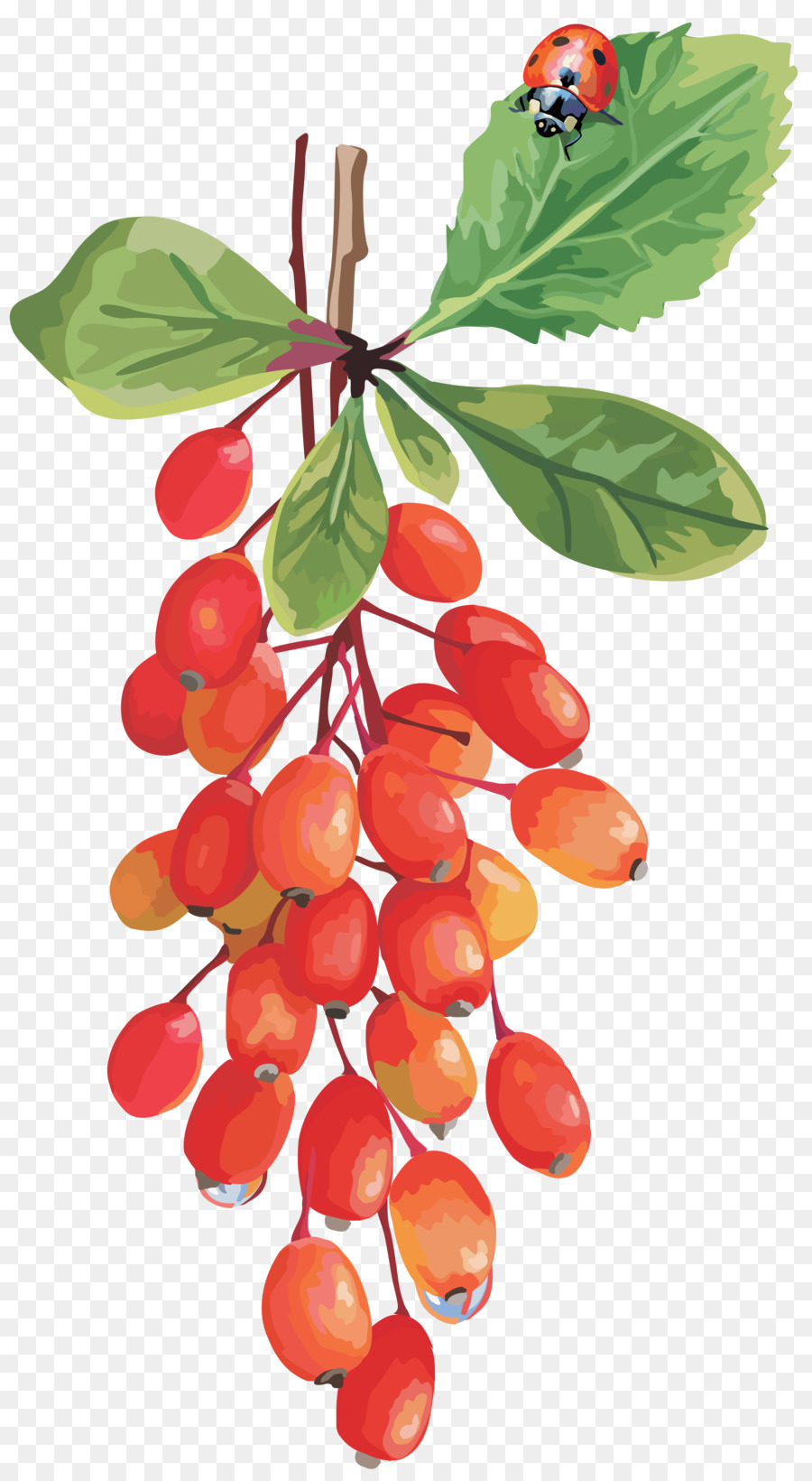 Cranberry，Lingonberry PNG