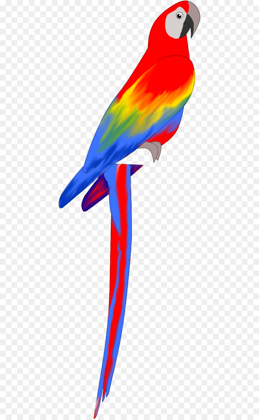 Macaw，Bulu PNG