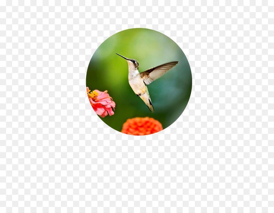 Hummingbird，Fotografi PNG