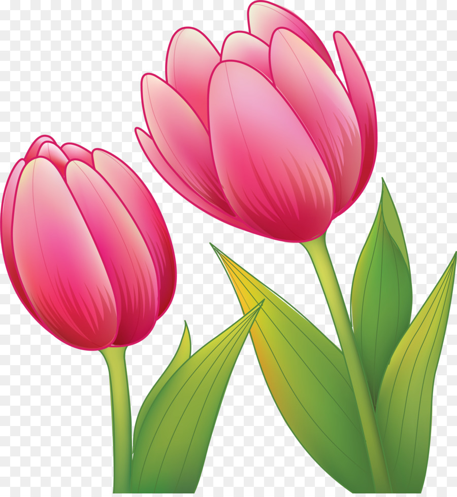 Tulip Merah Muda，Buket PNG