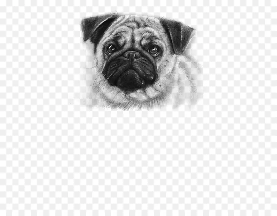 Pug，Anjing PNG