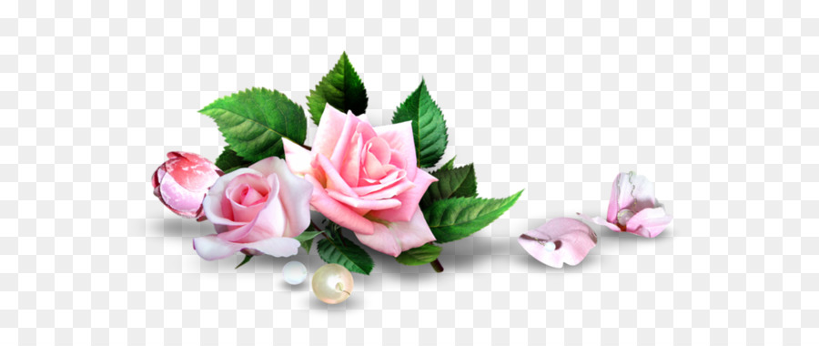 Unduh 660 Background Bunga Mawar Pink Gratis Terbaru ...