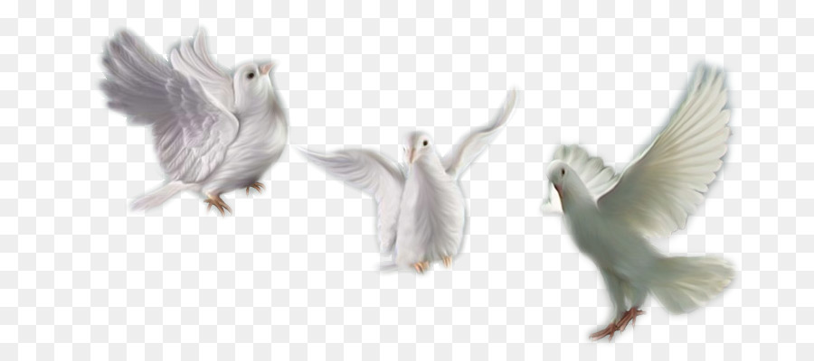 Desktop Wallpaper，Burung PNG