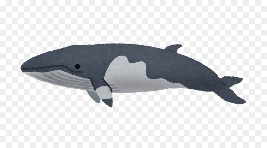 Orca，Paus PNG