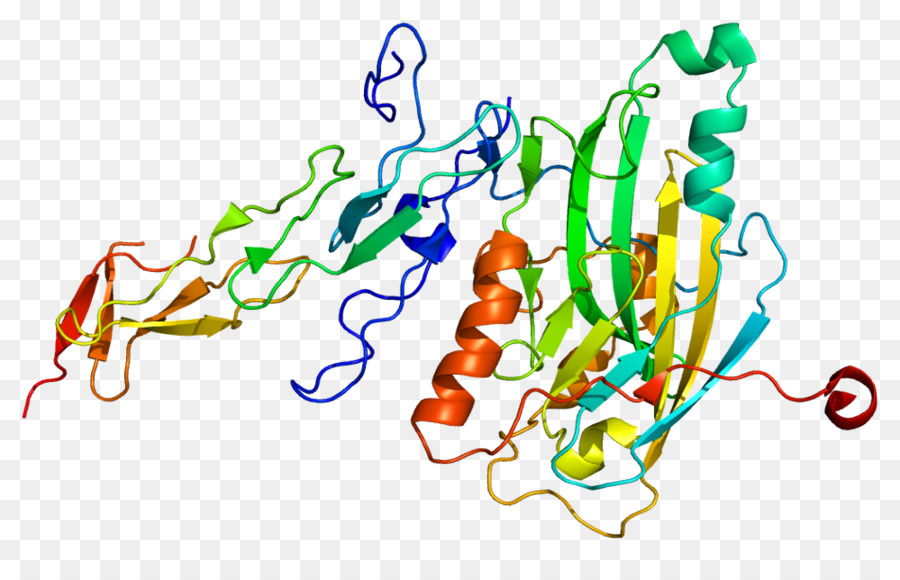 Struktur Protein，Molekul PNG