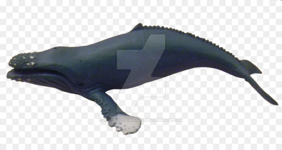 Lumba Lumba，Cetacea PNG