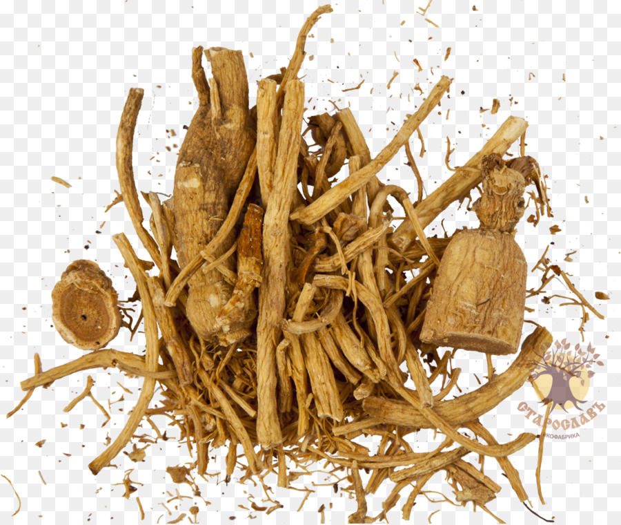 Ginseng Asia，Ginseng Amerika PNG