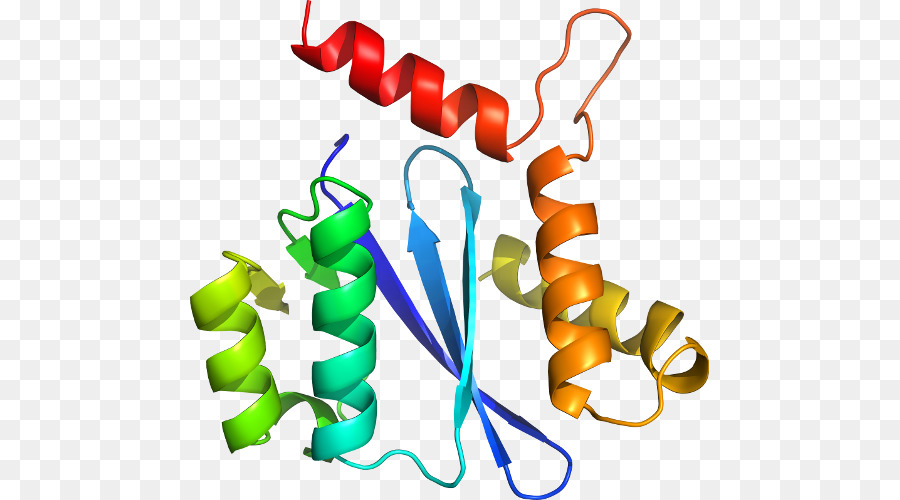 Struktur Protein，Molekul PNG