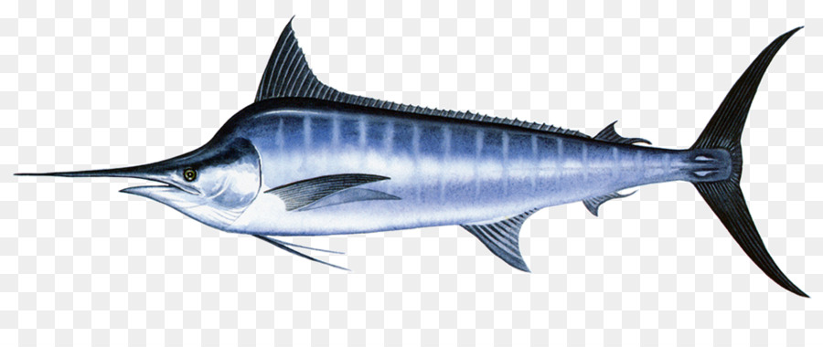  Ikan  Todak Ikan  Marlin  Hitam  gambar  png
