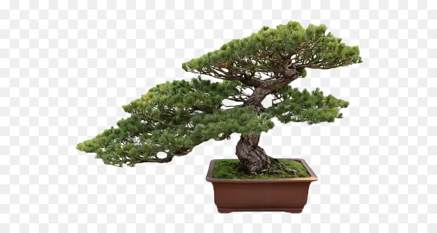 Pohon Bonsai，Miniatur PNG