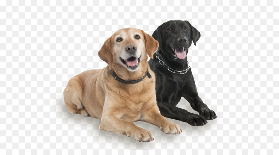 Labrador Retriever，Anjing Berkembang Biak PNG