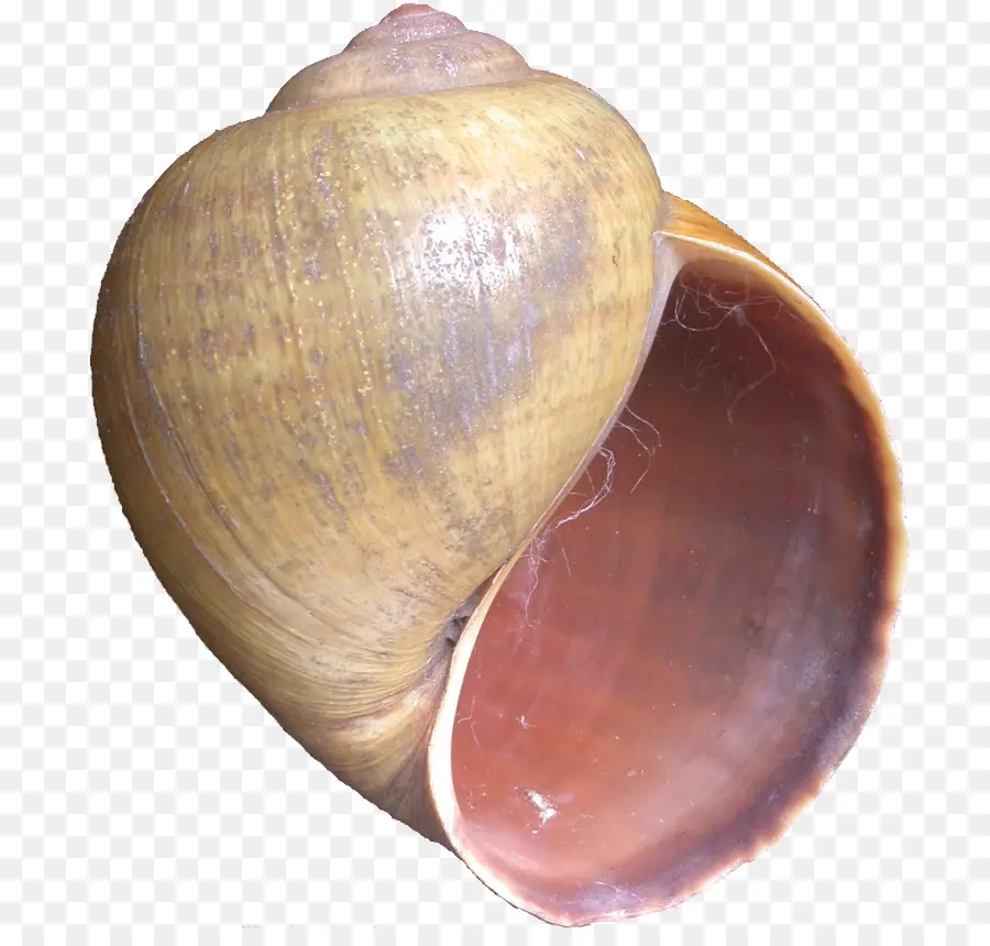 Kerang，Laut PNG