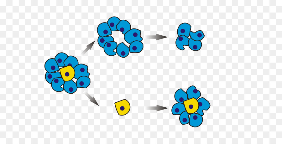 Pembelahan Sel，Biologi PNG