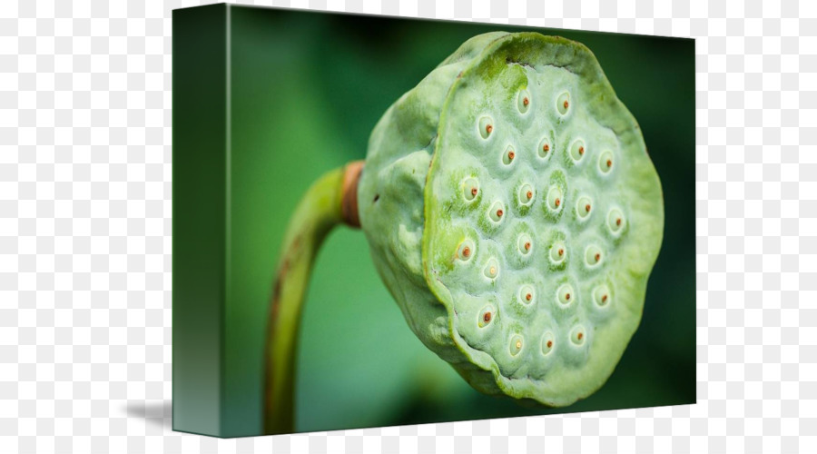 Biji Teratai，Nelumbo Nucifera PNG