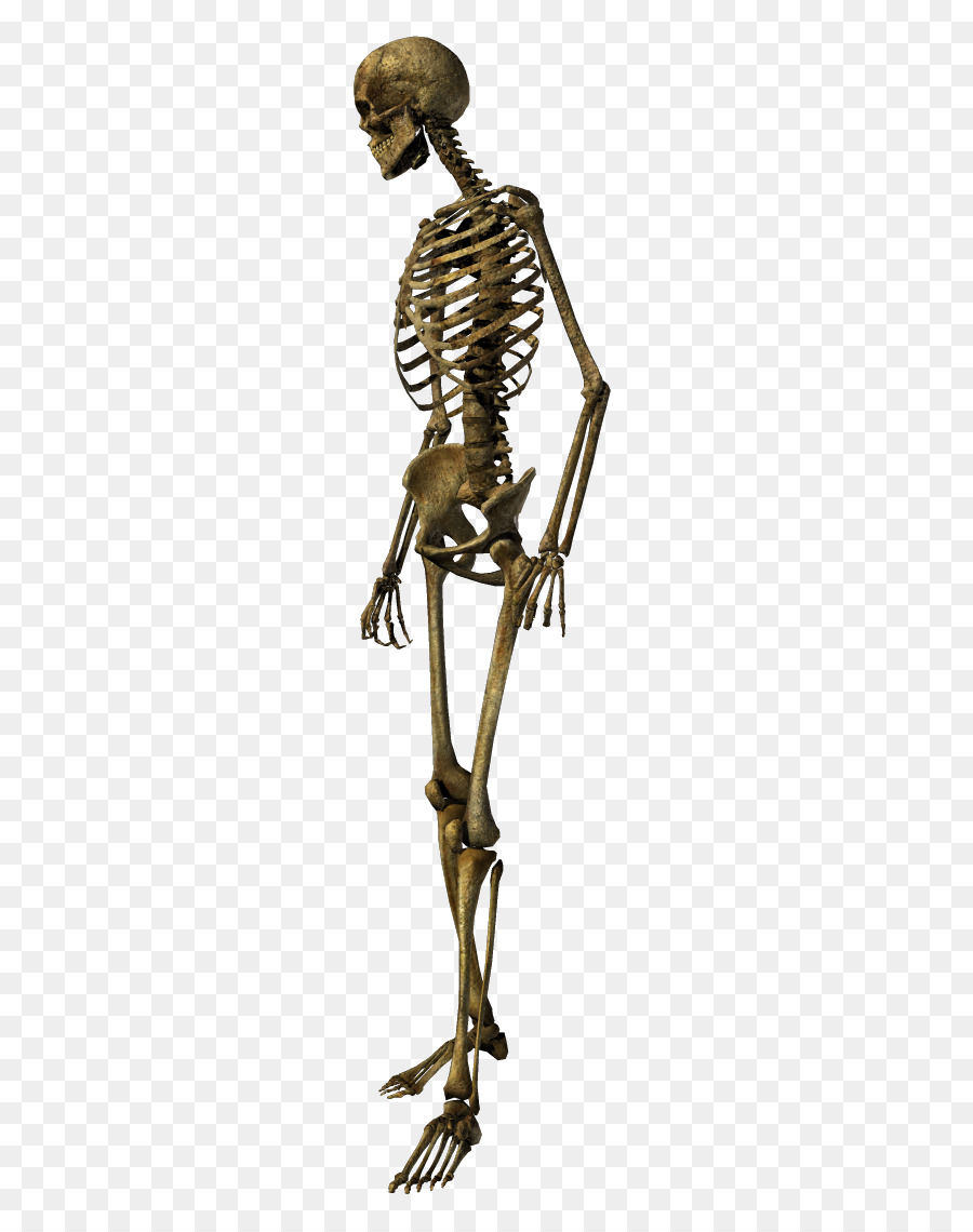 Skeleton png. Человеческий скелет. Скелет человека на прозрачном фоне. Скелет человека картинка. Скелет без фона.