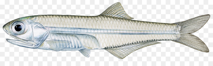 Ikan，Laut PNG