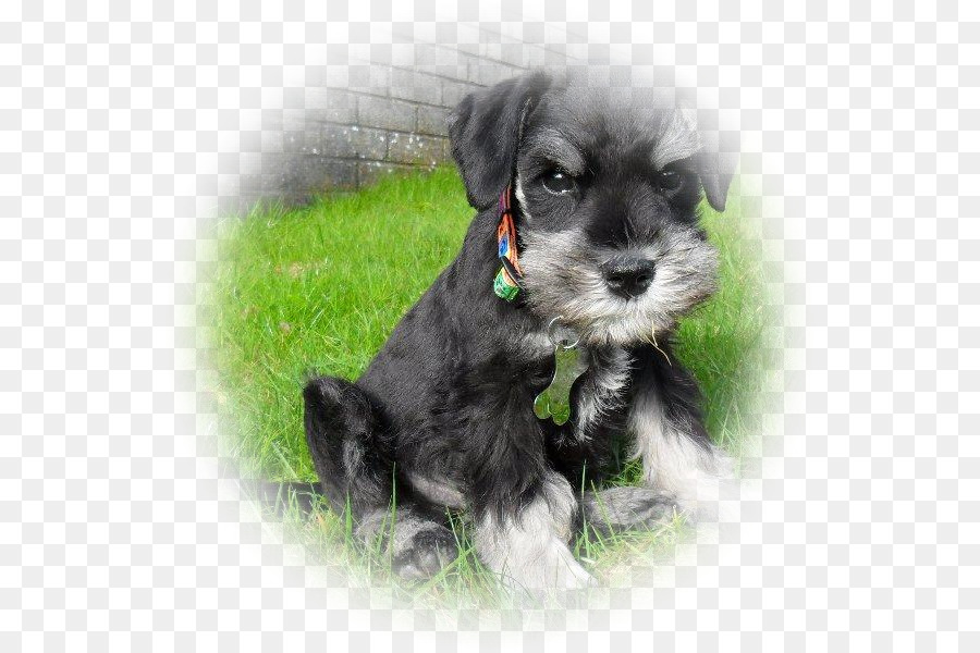 Miniatur Schnauzer，Standar Schnauzer PNG