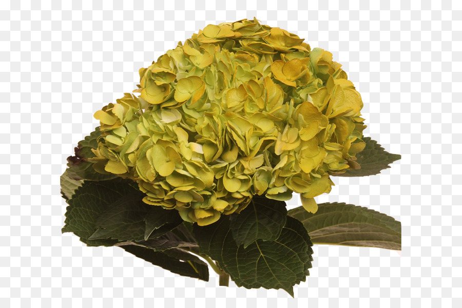 Hydrangea，Bunga Galeri PNG