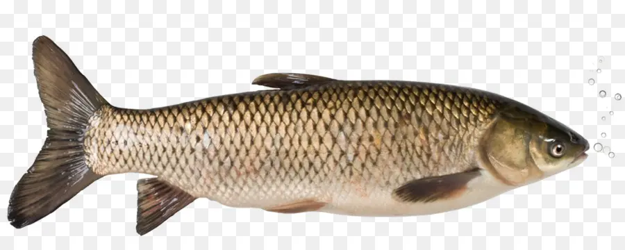 Ikan Mas，Rudd PNG