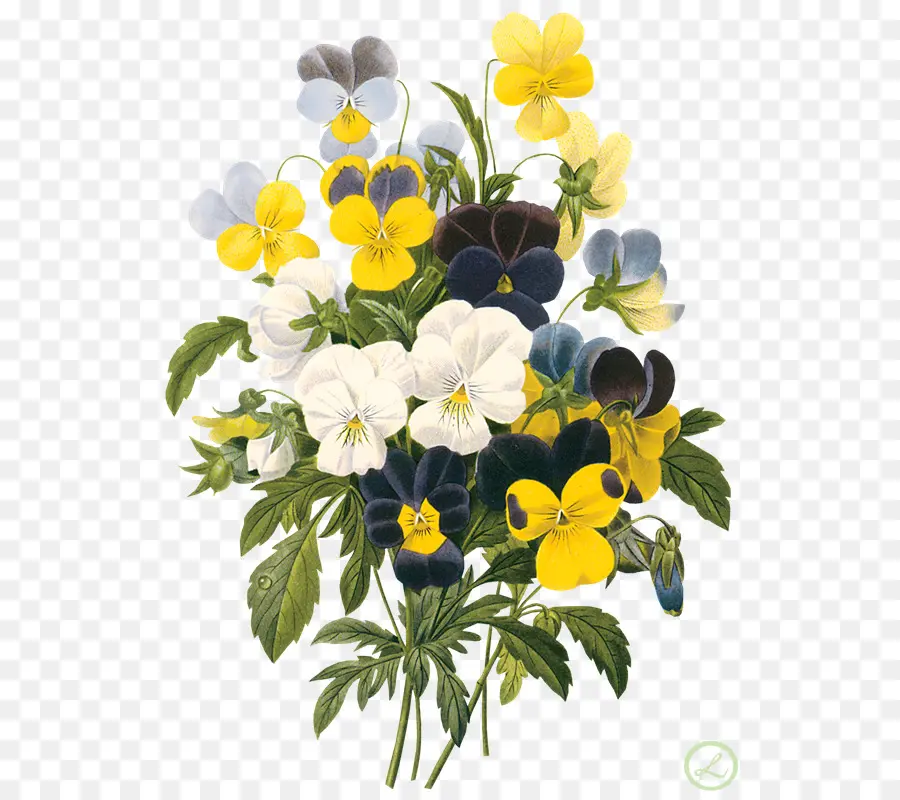 Pansy，Buket PNG