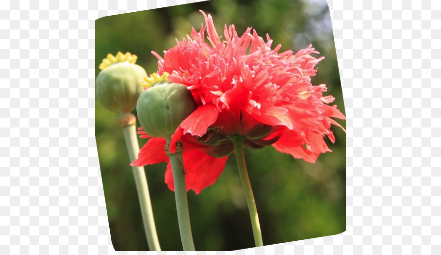 Opium Poppy，Umum Poppy PNG